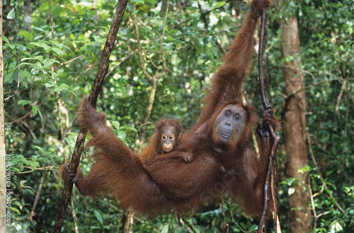Young Orangutan embracing mother in tree © moodboard