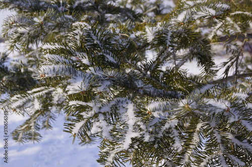 pine branches with snow © Ольга 