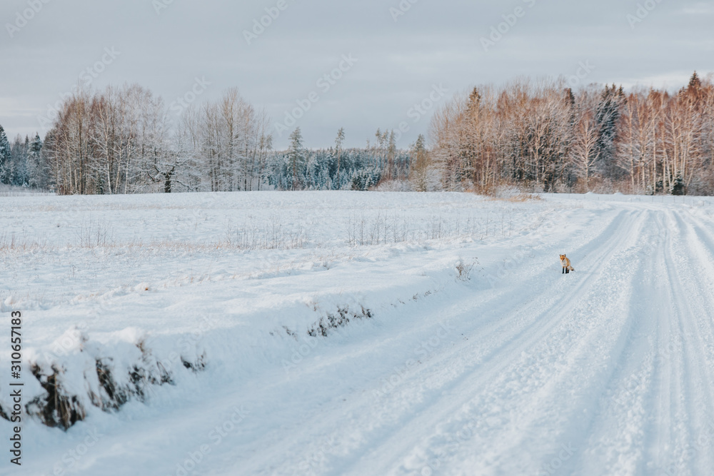 winter, snow, landscape, cold, tree, road, forest, nature, sky, white, frost, blue, ice, field, season, scene, trees, snowy, fox, frozen, outdoor, path, scenery, weather, rural, wood