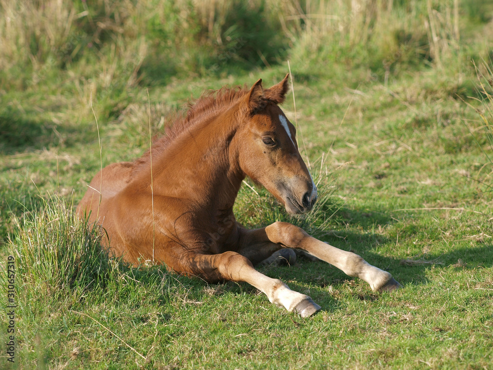 Fototapeta premium Chestnut Foal