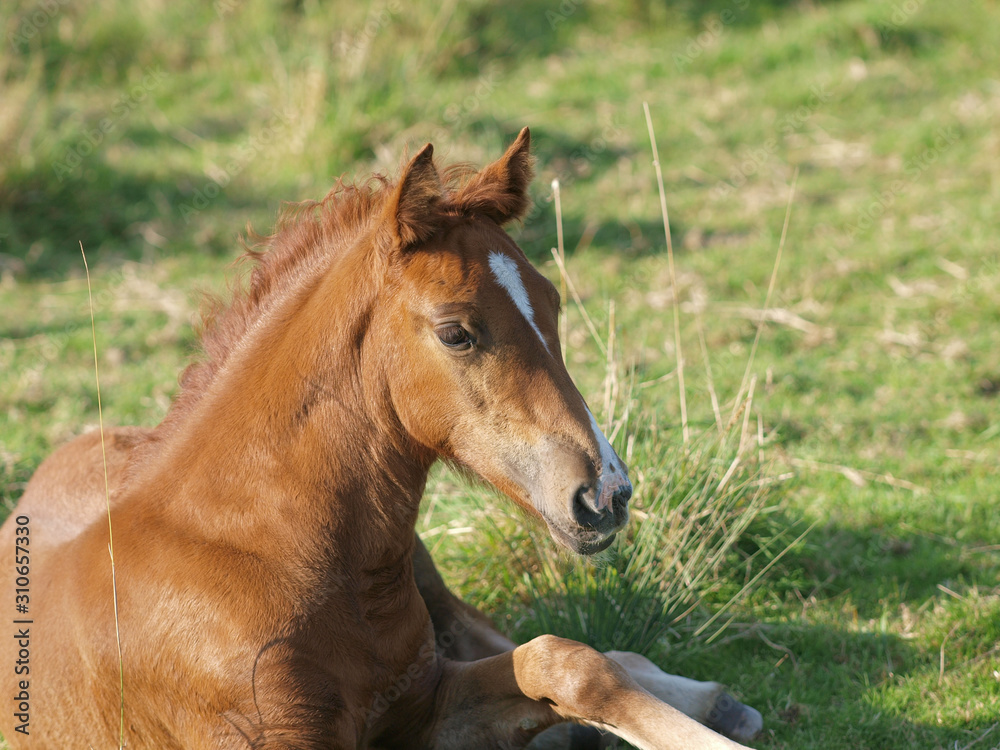 Chestnut Foal