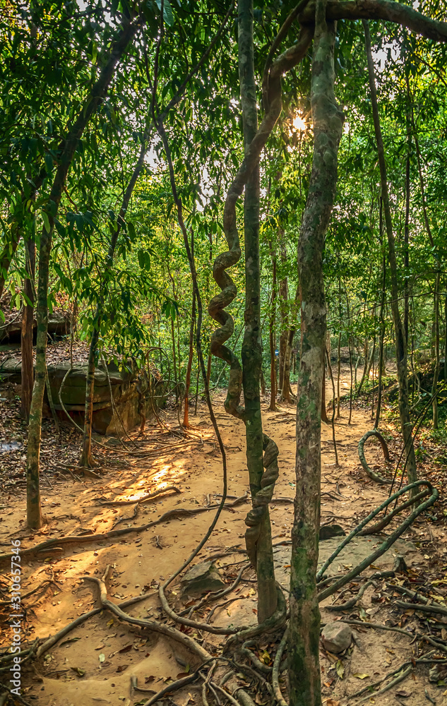 Obraz premium Kbal Spean Jungle Walk national park in Cambodia