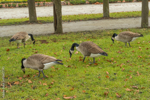 Wildgänse photo