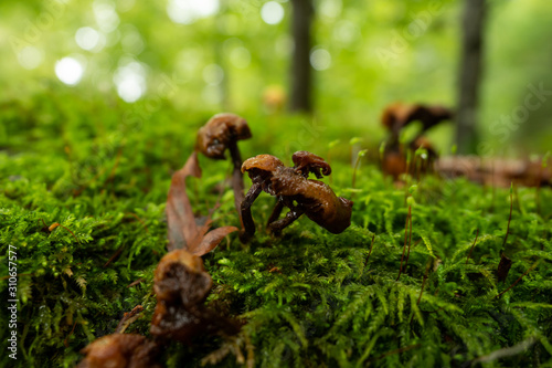 Mushrooms grow wild in the forest © sandradombrovsky