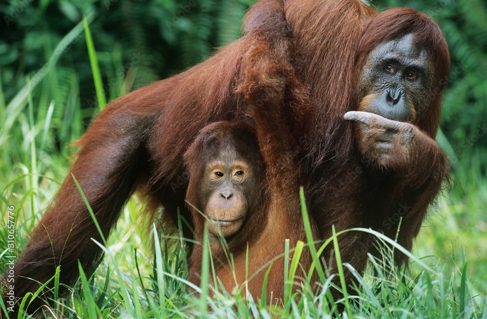 Orangutan holding young in grass