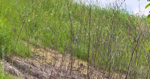 Black burnt stems of Japanese knotweed on a slope.  Polygonum cuspidatum is an invasive plant.