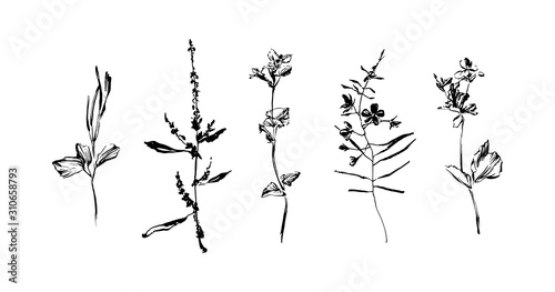Set of hand drawn wild plants. Outline herbs with leaves and flowers, ink painting silhouette. Black isolated vector on white background