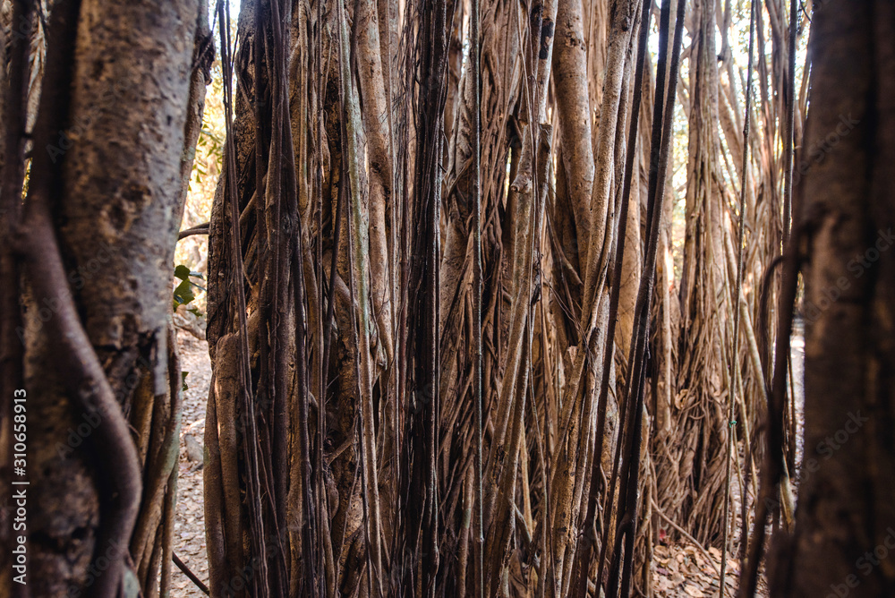 Banyan tree branch background Banyan tree branch background