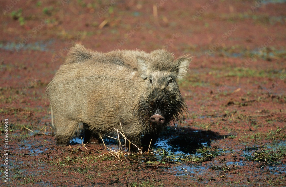 Warthog in mud Warthog in mud