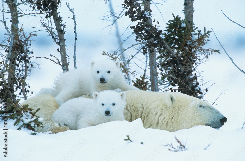 Polar Bear cubs with mother in snow Yukon Polar Bear cubs with mother in snow Yukon