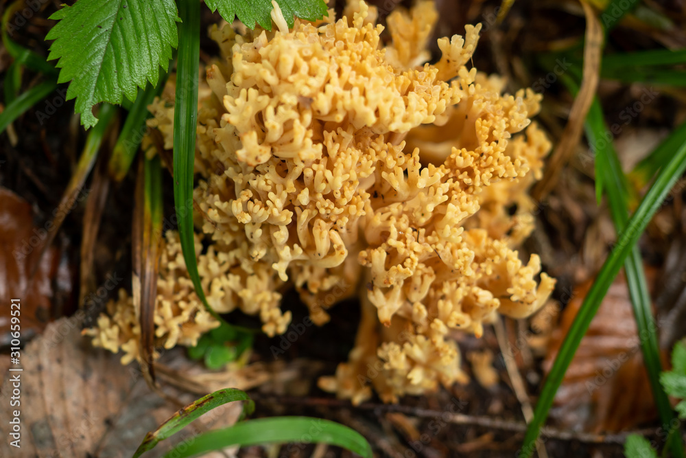 Mushrooms grow wild in the forest Mushrooms grow wild in the forest