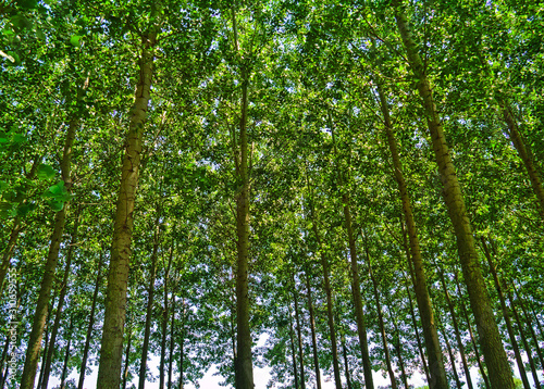 Beech grove forest farm in Northern Greece. Looking up to a row of trees with green foliage.