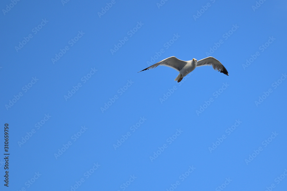 Obraz premium seagull dance - turkish aegean island Gokceada