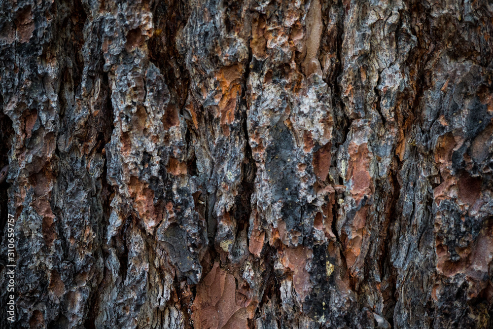 The texture of the bark of a tree. Background image of macro photo of bark with mold The texture of the bark of a tree. Background image of macro photo of bark with mold