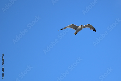 seagull dance - turkish aegean island Gokceada