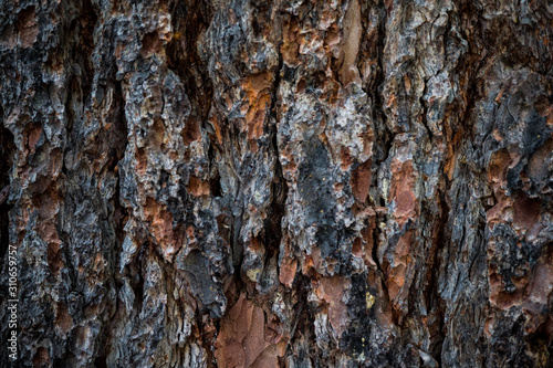 Fototapeta Naklejka Na Ścianę i Meble -  The texture of the bark of a tree. Background image of macro photo of bark with mold