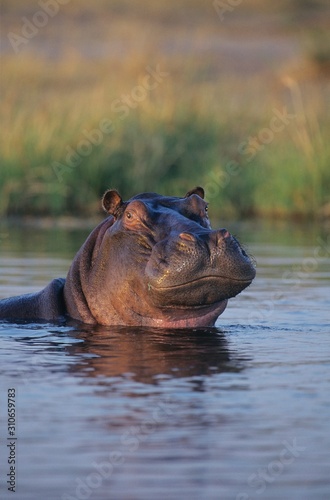 Obraz na plátně Hippopotamus (Hippopotamus Amphibius) bathing in waterhole