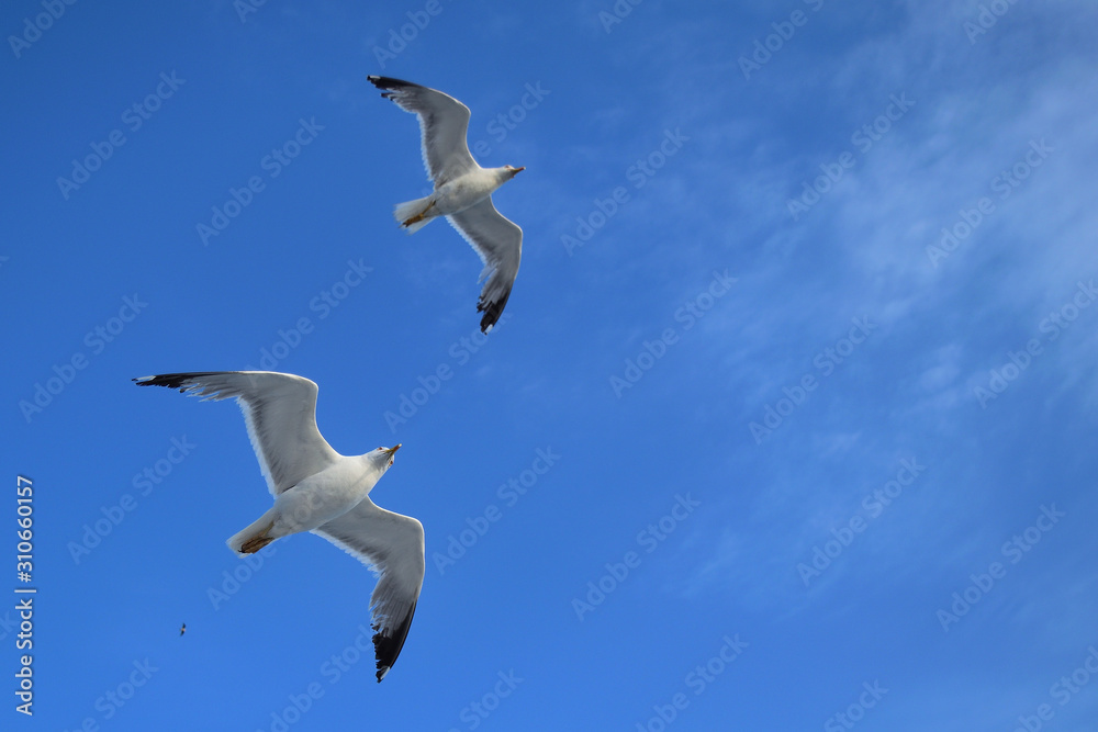 seagulls dance - turkish aegean island Gokceada seagulls dance - turkish aegean island Gokceada