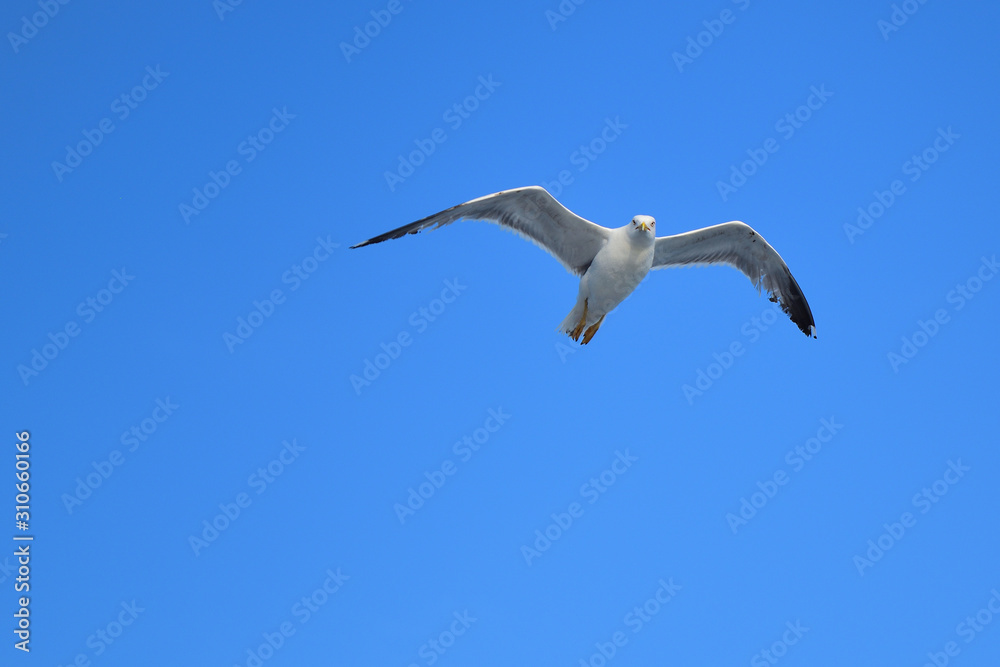 seagull dance - turkish aegean island Gokceada