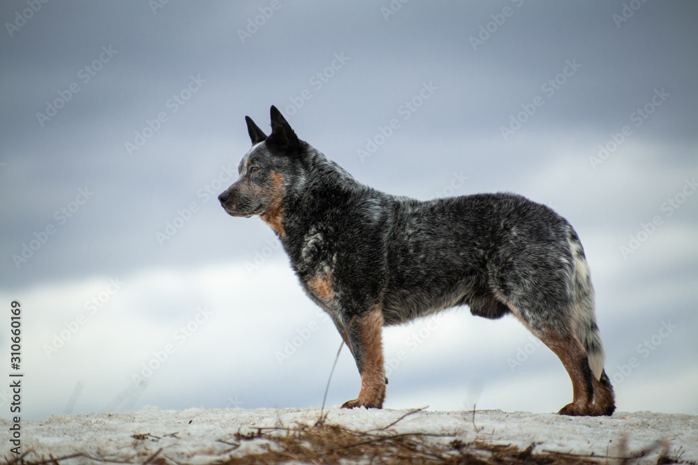 Australian healer gray dog stands on a hill