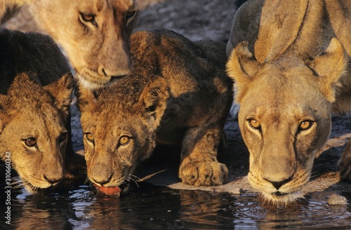 Group of Lions drinking at waterhole close-up