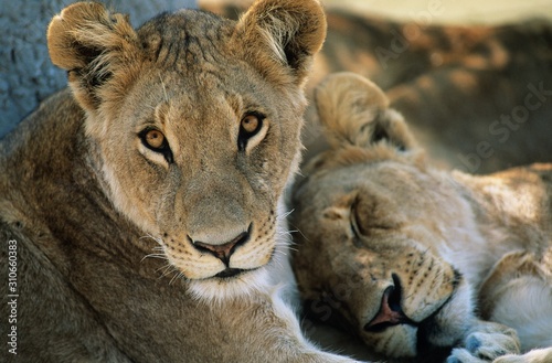 Two Lions resting close-up