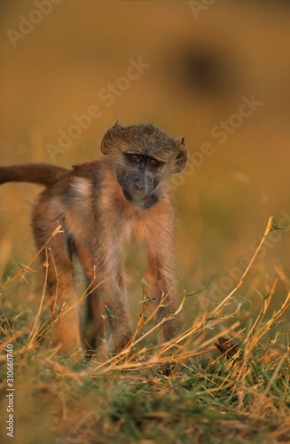 Monkey in grass