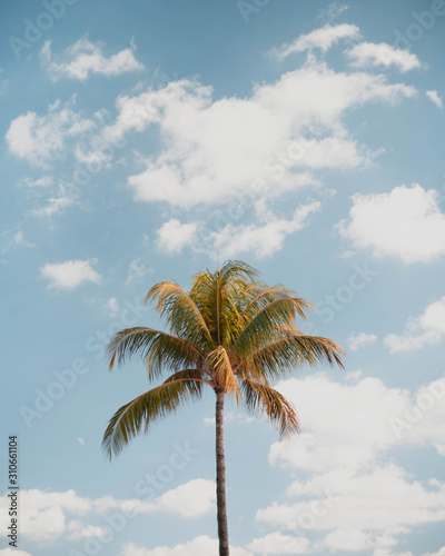 Miami Beach palm trees on sunny sky background, low angle shot