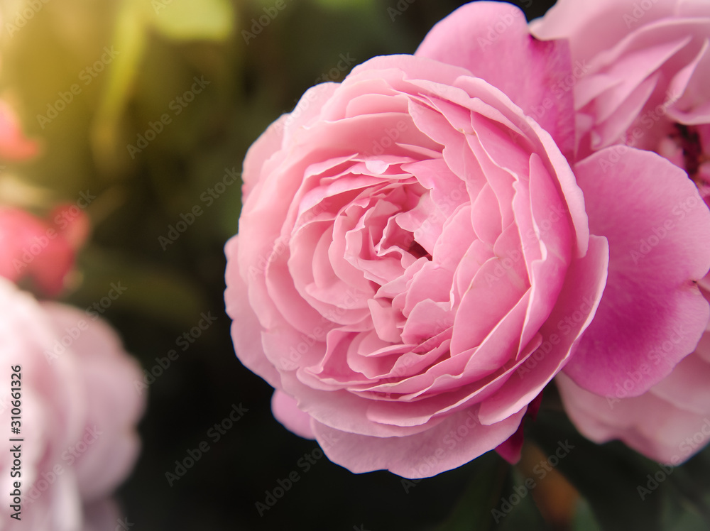 Beautiful pink roses at garden in morning sunlight. Close up image. Beautiful pink roses at garden in morning sunlight. Close up image.