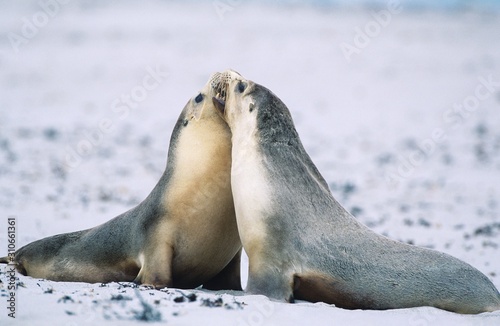 Two Fur seals bonding on beach