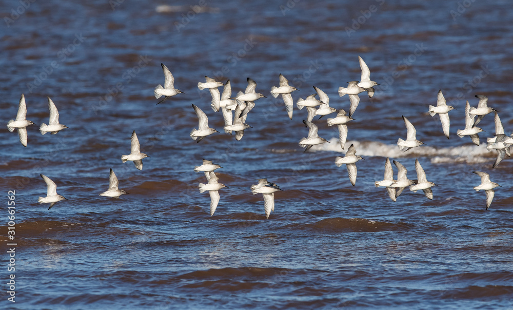 Red Knot birds in fly. His Latin name is Calidris canutus.