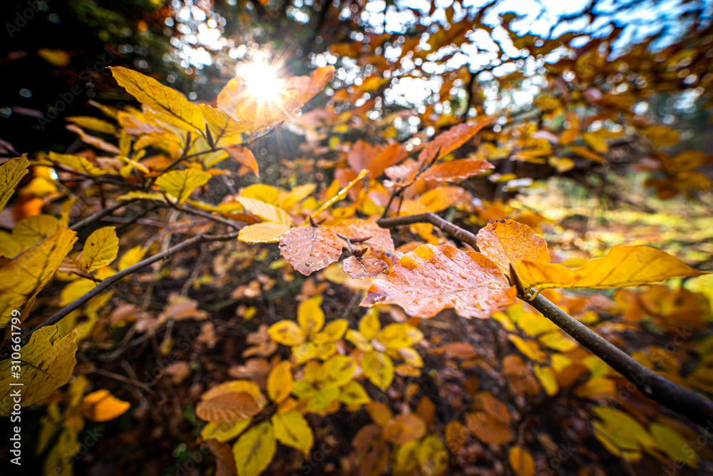 Some nice rural colored autumn leaves on a twig tree Some nice rural colored autumn leaves on a twig tree