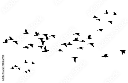 Flying birds. Vector image. White background.