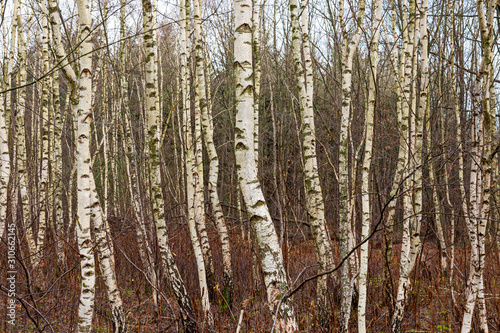 Birkenwald als Hintergrund oder Textur