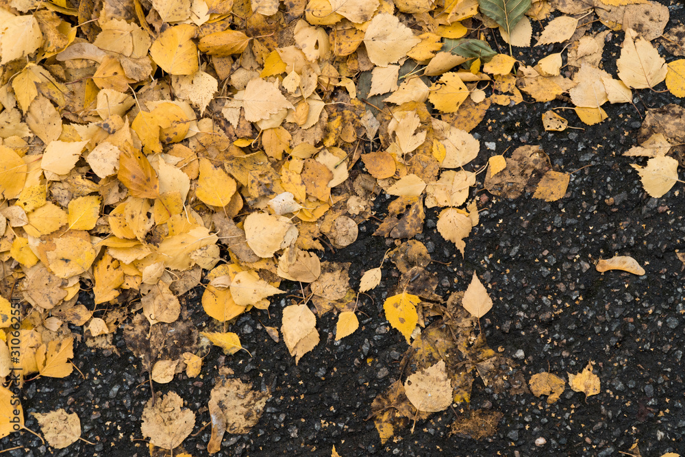 Graphic resources abstract textured background of an asphalt road in a park covered with autumn foliage Graphic resources abstract textured background of an asphalt road in a park covered with autumn foliage