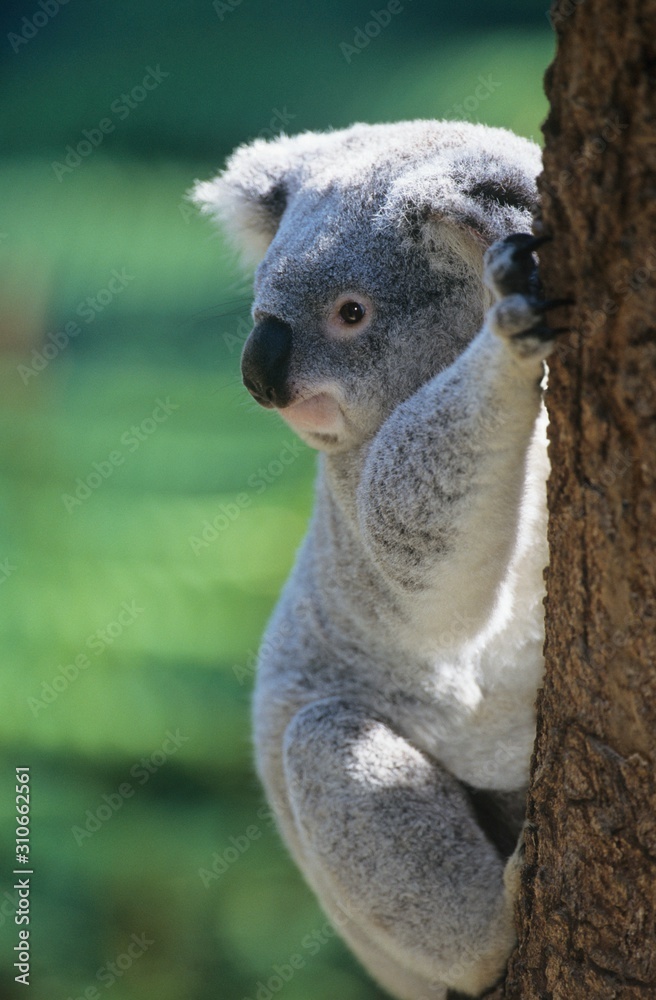 Obraz premium Koala climbing tree
