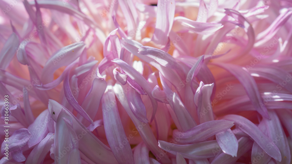 abstract background,pink petals of chrysanthemum