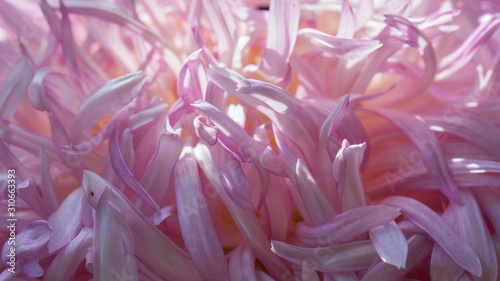 abstract background,pink petals of chrysanthemum © jiazhong