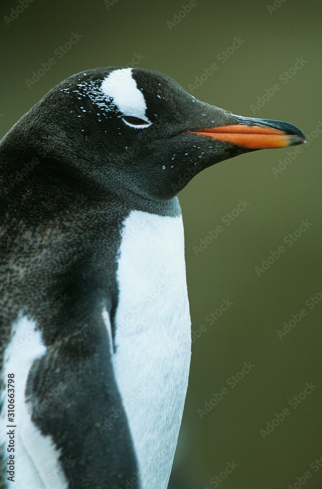 Naklejka premium Penguin close-up