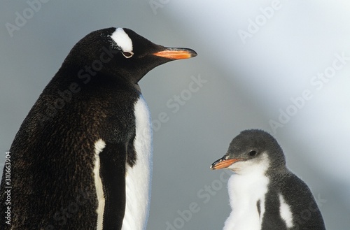 Juvenile Penguin with mother