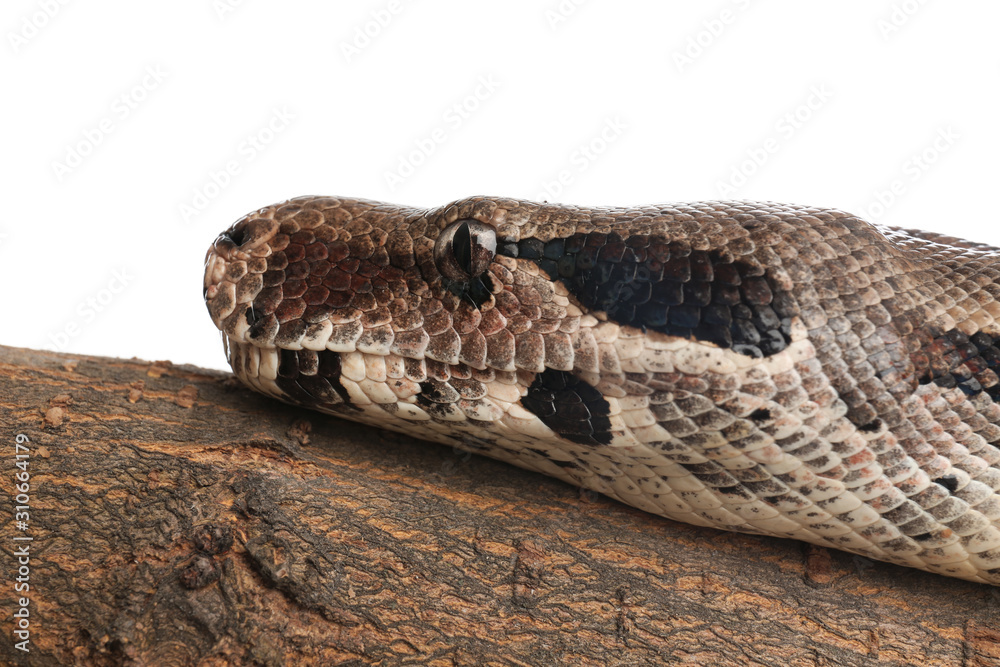 Obraz premium Brown boa constrictor on tree branch against white background, closeup