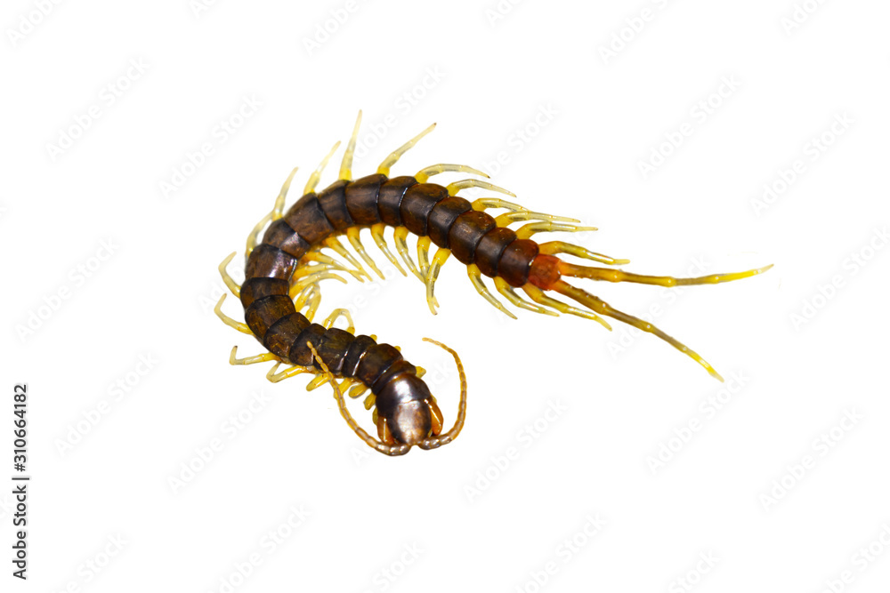 Fototapeta premium centipede (Scolopendra sp.) centipede with brown color isolated on white background