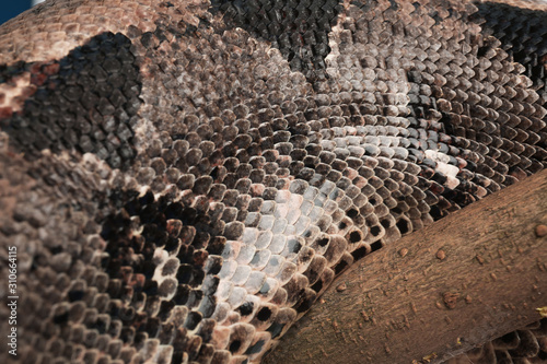 Closeup view of brown boa constrictor. Exotic snake