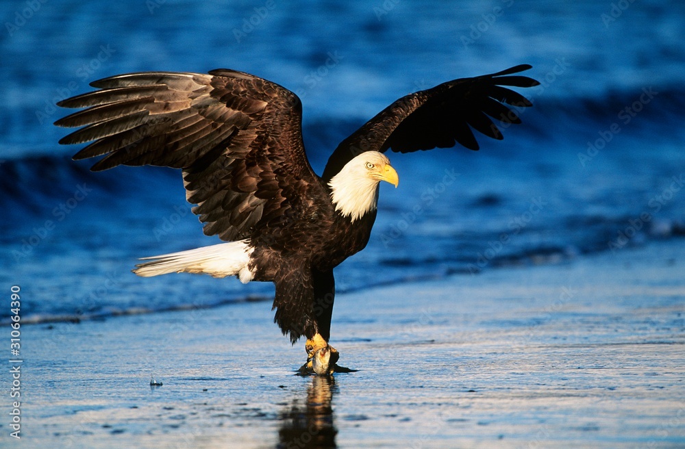 Bald Eagle catching fish in river Bald Eagle catching fish in river