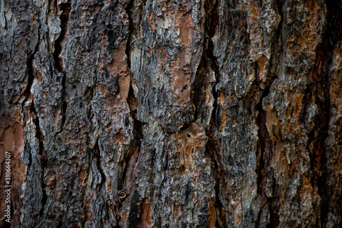 The texture of the bark of a tree. Background image of macro photo of bark with mold