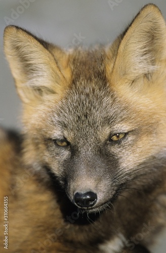 Fox close-up of head