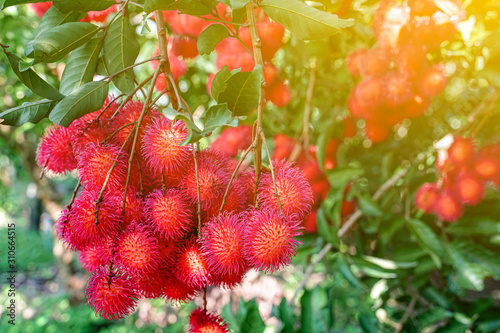 Plenty of rambutan on the tree with light flare