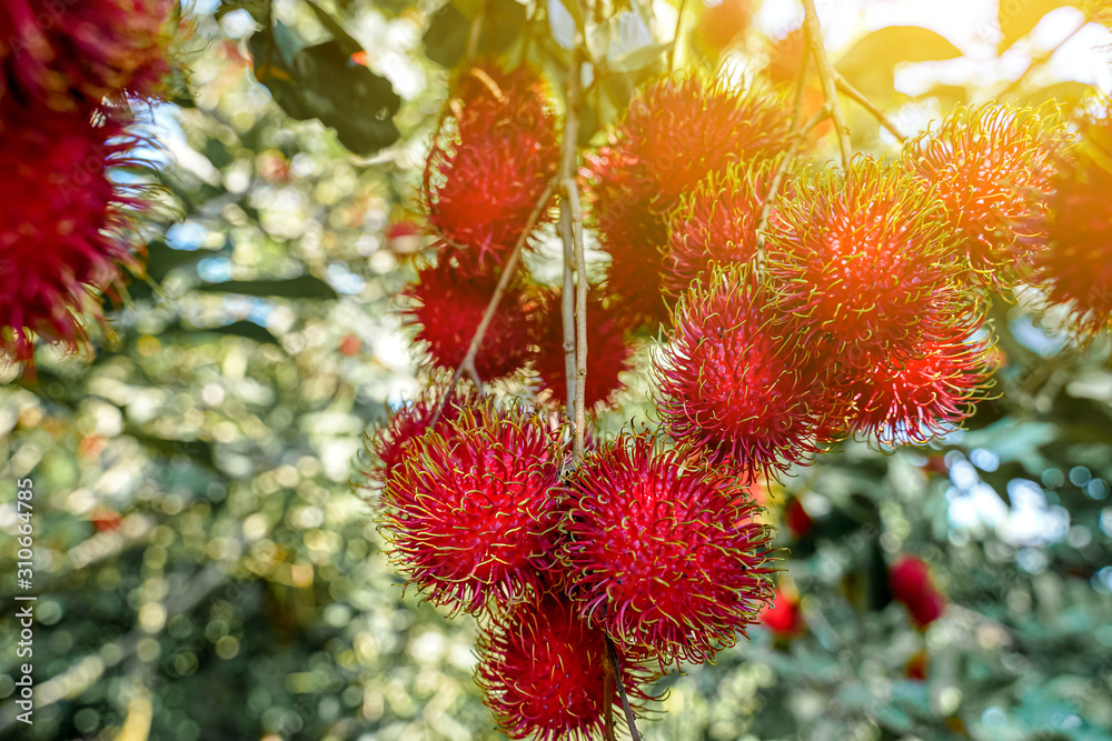 Plenty of rambutan on the tree with light flare Plenty of rambutan on the tree with light flare