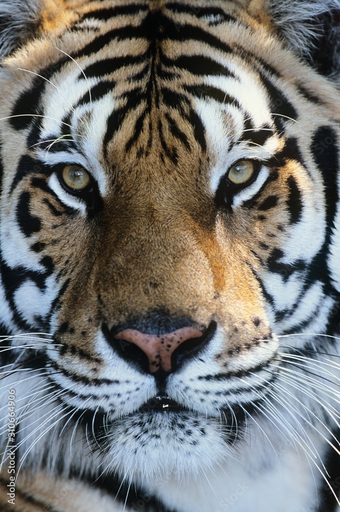 Fototapeta premium Tiger close-up of face
