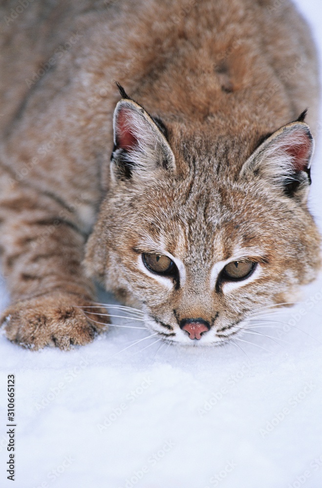 Wild cat lying in snow